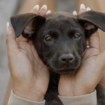 Il cane è stato adottato, ma per fidarsi servirà qualcosa che nessuno può forzare