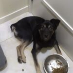 Trovato rannicchiato in un cespuglio, Quinn ha sfidato due malattie terribili