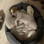 Per la prima volta non dorme in strada: stanotte questo cagnolino ha finalmente un letto tutto suo
