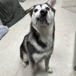 Nessuno sceglieva il cane dal sorriso storto, poi una famiglia percorre 3000 chilometri per lui