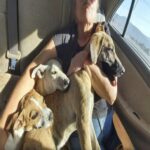 Durante un’escursione trovano tre cani legati: uno non riesce più a camminare