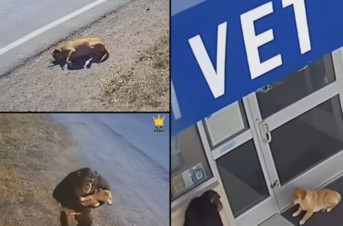 Uno scimpanzé porta un cane ferito davanti a una clinica: le immagini sorprendono tutti La storia arriva dalla Thailandia: un cane randagio sarebbe stato lasciato davanti a un ambulatorio da uno scimpanzé. Il racconto ha fatto il giro del web. Una scena talmente insolita da sembrare quasi impossibile: uno scimpanzé che trasporta un cane randagio ferito e lo lascia davanti all’ingresso di una clinica veterinaria. La storia, ambientata a Chiang Mai, in Thailandia, racconta che una mattina il personale di un ambulatorio avrebbe trovato un cane ferito disteso davanti alla porta. L’animale è stato immediatamente soccorso e le sue condizioni si sarebbero poi stabilizzate. Restava però una domanda: chi lo aveva portato fin lì? La risposta sarebbe arrivata dalle telecamere di sicurezza. Secondo il racconto diffuso online, nelle immagini comparirebbe uno scimpanzé mentre trasporta il cane e lo deposita delicatamente davanti alla clinica, prima di allontanarsi. Una ricostruzione sorprendente che avrebbe spinto alcuni residenti a controllare altre telecamere della zona. Il primate avrebbe incontrato il cane ferito e lo avrebbe trasportato lungo le strade fino a raggiungere l’ambulatorio. Se confermato, il comportamento sarebbe particolarmente interessante anche per le note capacità sociali e cognitive dei primati. Gli scimpanzé sono infatti animali capaci di comportamenti complessi e di forti interazioni sociali. Nel racconto diventato virale viene ipotizzato che l’animale potesse aver già osservato persone portare cani o altri animali nella struttura, associando quindi quel luogo alle cure. Al momento, tuttavia, non emergono conferme indipendenti sufficienti sull’episodio specifico, né elementi che consentano di ricostruire con certezza la provenienza delle presunte immagini. La storia resta quindi un racconto virale da prendere con cautela. L’immagine che propone, però, è potentissima: un animale che incontra un essere più debole in difficoltà e, invece di proseguire, decide di fermarsi.