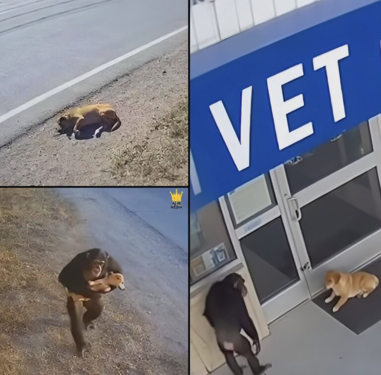 Uno scimpanzé porta un cane ferito davanti a una clinica: le immagini sorprendono tutti La storia arriva dalla Thailandia: un cane randagio sarebbe stato lasciato davanti a un ambulatorio da uno scimpanzé. Il racconto ha fatto il giro del web. Una scena talmente insolita da sembrare quasi impossibile: uno scimpanzé che trasporta un cane randagio ferito e lo lascia davanti all’ingresso di una clinica veterinaria. La storia, ambientata a Chiang Mai, in Thailandia, racconta che una mattina il personale di un ambulatorio avrebbe trovato un cane ferito disteso davanti alla porta. L’animale è stato immediatamente soccorso e le sue condizioni si sarebbero poi stabilizzate. Restava però una domanda: chi lo aveva portato fin lì? La risposta sarebbe arrivata dalle telecamere di sicurezza. Secondo il racconto diffuso online, nelle immagini comparirebbe uno scimpanzé mentre trasporta il cane e lo deposita delicatamente davanti alla clinica, prima di allontanarsi. Una ricostruzione sorprendente che avrebbe spinto alcuni residenti a controllare altre telecamere della zona. Il primate avrebbe incontrato il cane ferito e lo avrebbe trasportato lungo le strade fino a raggiungere l’ambulatorio. Se confermato, il comportamento sarebbe particolarmente interessante anche per le note capacità sociali e cognitive dei primati. Gli scimpanzé sono infatti animali capaci di comportamenti complessi e di forti interazioni sociali. Nel racconto diventato virale viene ipotizzato che l’animale potesse aver già osservato persone portare cani o altri animali nella struttura, associando quindi quel luogo alle cure. Al momento, tuttavia, non emergono conferme indipendenti sufficienti sull’episodio specifico, né elementi che consentano di ricostruire con certezza la provenienza delle presunte immagini. La storia resta quindi un racconto virale da prendere con cautela. L’immagine che propone, però, è potentissima: un animale che incontra un essere più debole in difficoltà e, invece di proseguire, decide di fermarsi.