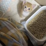 Un miagolio nel vento, poi la scoperta: il gattino era solo e tremava