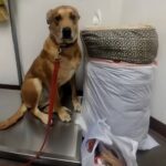 Aspettava ogni giorno che tornassero, ma al rifugio arrivò una persona diversa