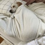 Poppy ha quindici anni e la sua famiglia le resta accanto fino alla fine
