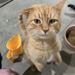 Entra nel garage come se fosse casa sua, ma nessuno sa da dove venga