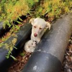 Nascosti tra due tubi nel bosco, mamma e cucciolo tremavano insieme: poi qualcuno li ha visti