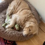 Buddy ha 15 anni e aspettava da troppo tempo: finalmente qualcuno lo ha portato a casa