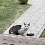 Torna ogni giorno in quel giardino, ma sembra cercare più affetto che cibo