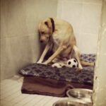 Il cane silenzioso del rifugio aspettava ogni giorno accanto al suo unico gioco
