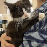 Sentono miagolare dal cofano: nel motore trovano una gattina coperta di grasso
