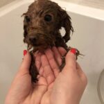 La prima doccia dopo l’adozione: il cucciolo resta immobile tra le sue mani