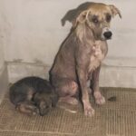 Una mamma e il suo cucciolo stretti nel vicolo: così è iniziata la loro rinascita