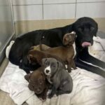 Abbandonata mentre aspettava i cuccioli, ha partorito in rifugio e ora aspetta una famiglia