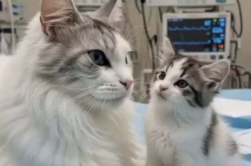 Magrissima e disidratata, proteggeva il piccolo nel freddo di un vicolo. Anche senza forze, continuava a tenerlo stretto a sé. Quando li hanno trovati, erano rannicchiati insieme ai margini di un vicolo deserto. La mamma era magrissima, stanca, quasi senza forze. Tremava leggermente, ma non smetteva di controllare il suo piccolo. Era il suo unico cucciolo. Nonostante la fame e il freddo, lo teneva stretto contro il corpo, cercando ancora di proteggerlo e riscaldarlo. Quando qualcuno si è avvicinato, la gatta ha sollevato la testa. Nei suoi occhi c’erano paura e diffidenza, ma soprattutto una determinazione impressionante. Sembrava chiedere una sola cosa: non lasciate qui il mio piccolo. Così sono stati portati entrambi in clinica. Durante il tragitto, il gattino è rimasto incollato alla madre. Lei, pur esausta, si voltava a ogni movimento, quasi volesse controllare continuamente che fosse ancora accanto a lei. I veterinari hanno riscontrato una forte debolezza e disidratazione. Probabilmente la gatta aveva trascorso giorni senza riuscire a nutrirsi a sufficienza. Eppure non aveva mai smesso di occuparsi del cucciolo. Anche durante le cure continuava a leccarlo e ad aprire gli occhi ogni volta che lui si muoveva. Nei giorni successivi il piccolo ha iniziato a riprendersi più velocemente. Ha cominciato a giocare e a esplorare la coperta, ma senza allontanarsi mai troppo dalla mamma. Lei, invece, aveva bisogno di tempo. Poi, una mattina, è arrivato il segnale che tutti aspettavano. La gatta si è rimessa in piedi. Era ancora debole, ma si è avvicinata al piccolo, gli ha leccato la testa e ha emesso un leggero miagolio. Un gesto minuscolo, che dopo giorni di paura sembrava enorme. Oggi mamma e cucciolo sono al sicuro in casa. Lei mangia, riposa e recupera lentamente le energie. Il piccolo è diventato vivace e curioso, ma continua a cercarla continuamente. Quando la mamma si sdraia, lui torna vicino e si appoggia sulla sua zampa. Forse non saprà mai quanto lei abbia lottato per tenerlo in vita. Ma ogni volta che torna a rannicchiarsi accanto a lei, sembra quasi ricordarlo.