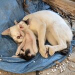 Dormivano stretti su un telone, ma quell’abbraccio diceva tutto