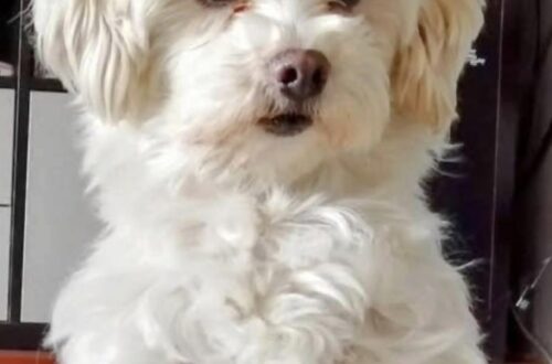 Una cagnolina salvata è entrata in una casa segnata dal dolore e, giorno dopo giorno, ha riportato presenza, affetto e piccoli gesti di serenità.