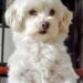 Una cagnolina salvata è entrata in una casa segnata dal dolore e, giorno dopo giorno, ha riportato presenza, affetto e piccoli gesti di serenità.