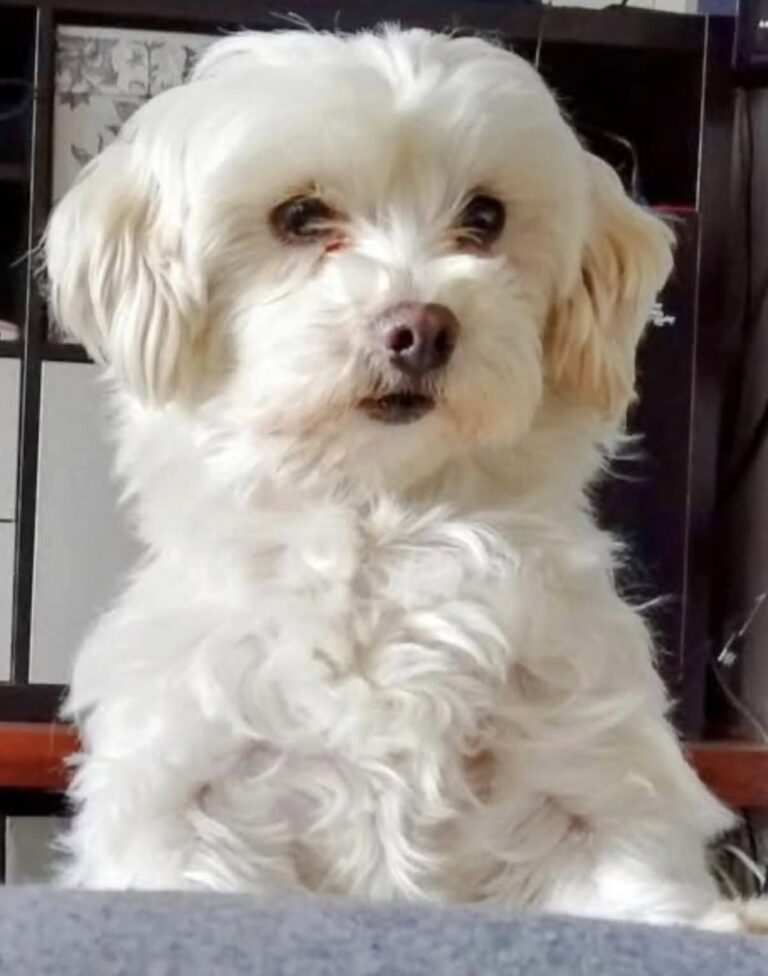 Una cagnolina salvata è entrata in una casa segnata dal dolore e, giorno dopo giorno, ha riportato presenza, affetto e piccoli gesti di serenità.