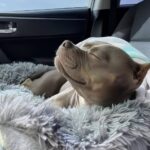 Gigi lascia il rifugio e in auto si abbandona al sole per la prima volta