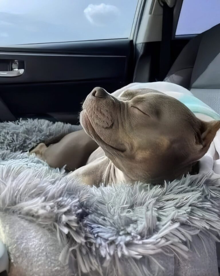 Appena adottata, affronta il suo primo viaggio verso casa. Sul sedile, un momento semplice racconta quanto tutto stia cambiando. Il primo viaggio di Gigi verso casa è iniziato subito dopo l’adozione. Nessuna scena rumorosa, nessun gesto particolare: soltanto una cagnolina accoccolata sul sedile dell’auto mentre davanti a lei cominciava una vita completamente nuova. Durante il tragitto, Gigi si è sistemata tranquilla, ha chiuso gli occhi e ha lasciato che il sole le illuminasse il muso. Per la persona che l’aveva appena adottata, quella scena è diventata uno dei primi ricordi insieme. Fino a poche ore prima, Gigi non sapeva ancora cosa avrebbe trovato fuori dal rifugio. Ora stava viaggiando verso una casa e una famiglia pronta ad accoglierla. Non ci sono dettagli sul suo passato né sulle circostanze che l’avevano portata in rifugio. Ciò che resta di quel momento è soprattutto l’immagine della cagnolina rilassata sul sedile, apparentemente a proprio agio durante il tragitto. Per chi era alla guida, vederla così è stato il primo segnale di quanto potesse sentirsi al sicuro nella nuova situazione. Il resto arriverà con il tempo: nuove abitudini, nuovi spazi e una quotidianità ancora tutta da costruire. Per Gigi, però, il cambiamento era già cominciato. E il suo primo viaggio verso casa si è trasformato nel primo capitolo della vita insieme alla famiglia che aveva scelto di adottarla.