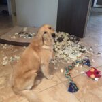 Gommapiuma ovunque e un cane immobile al centro della stanza: la scena è irresistibile
