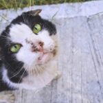 Il gattino aspetta la mamma per giorni: poi la ritrova nel momento più inatteso