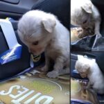 Chiusa in un sacco e gettata tra i rifiuti: ora questa cucciola cerca una casa