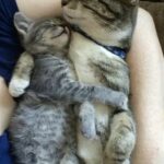 Li trovano in una scatola sotto la pioggia, ma nessuno riesce a separarli
