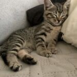 Il gattino trovato tremante ora dorme finalmente senza paura