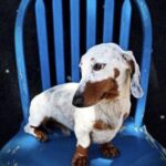 Dal rifugio alla sedia blu di casa: il cane che nessuno voleva trova finalmente il suo posto