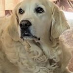 Dolly perde i suoi cuccioli e vive all’aperto per anni: poi qualcuno decide di salvarla