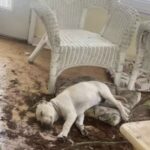 Torna a casa e trova il disastro, ma il cane finge di dormire