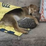 Stretti sul cemento, un cane e un gatto si fanno coraggio insieme