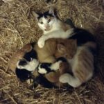 La cucciolata era nascosta nella stalla: ora i piccoli andranno verso una nuova vita