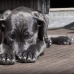 Dalla casa al rifugio: cosa accade a un cane quando tutto ciò che conosce scompare