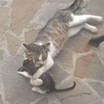Mamma gatta conta i suoi piccoli e ne manca uno: inizia una corsa disperata