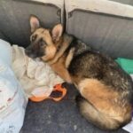 Il cane era stato lasciato con le sue cose: una donna decide subito di portarlo a casa