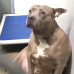 Separata dai suoi cuccioli e lasciata sola in un rifugio: la storia della mamma Pitbull spezza il cuore
