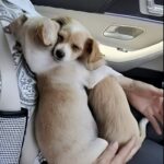 Vanno al rifugio per adottarne uno, ma davanti a quei due cuccioli cambiano idea