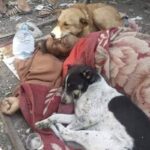 Nutriva quei cani ogni giorno, poi è morto in strada: loro sono rimasti accanto a lui