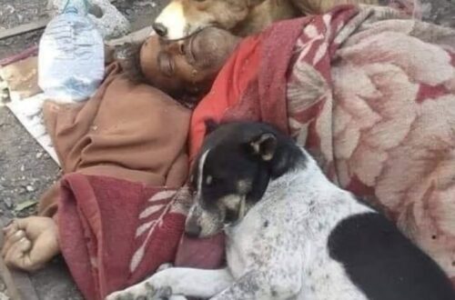 Nutriva quei cani ogni giorno, poi è morto in strada: loro sono rimasti accanto a lui L’uomo li aiutava quotidianamente. Quando è morto durante la notte, i cani lo hanno circondato e non lo hanno lasciato solo. Ogni giorno portava loro da mangiare. Non aveva molto, ma trovava sempre qualcosa da condividere con quei cani randagi che ormai lo conoscevano bene. Per loro era diventato una presenza familiare, qualcuno da aspettare, qualcuno di cui fidarsi. Poi, una notte, quell’uomo è morto mentre dormiva per strada. Quando i cani se ne sono accorti, non sono andati via. Si sono avvicinati uno dopo l’altro, lo hanno circondato e sono rimasti accanto a lui per ore. Alcuni si sono sdraiati vicino al suo corpo, altri sono rimasti immobili poco distante. Nessuno lo ha lasciato solo. La scena è stata scoperta al mattino, quando alcune persone hanno iniziato a radunarsi intorno a loro. A colpire non è stato soltanto il dolore di quel momento, ma il comportamento degli animali. Quei cani che per tanto tempo avevano ricevuto cibo e attenzione da quell’uomo sono rimasti con lui fino alla fine. Non potevano capire davvero cosa fosse successo, ma sembravano sapere che qualcosa era cambiato per sempre. La loro presenza silenziosa raccontava un legame costruito giorno dopo giorno, attraverso piccoli gesti. Una ciotola riempita. Una carezza. Una voce conosciuta. Per chi vive in strada, umano o animale, anche un gesto semplice può diventare enorme. Quei cani non avevano dimenticato chi li aveva aiutati. E quella notte, nel loro modo, hanno restituito tutto restando accanto a lui. Una storia dolorosa, ma anche una testimonianza potente di quanto possa essere profondo il legame tra esseri viventi quando nasce dalla fiducia e dalla gentilezza.