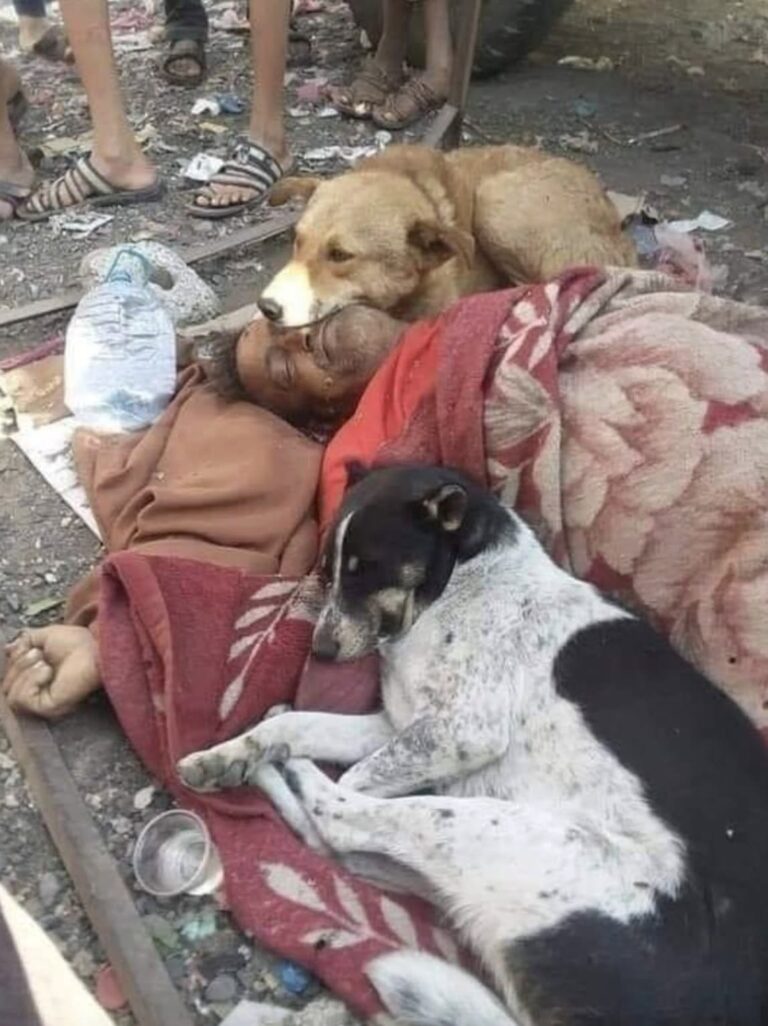 Nutriva quei cani ogni giorno, poi è morto in strada: loro sono rimasti accanto a lui L’uomo li aiutava quotidianamente. Quando è morto durante la notte, i cani lo hanno circondato e non lo hanno lasciato solo. Ogni giorno portava loro da mangiare. Non aveva molto, ma trovava sempre qualcosa da condividere con quei cani randagi che ormai lo conoscevano bene. Per loro era diventato una presenza familiare, qualcuno da aspettare, qualcuno di cui fidarsi. Poi, una notte, quell’uomo è morto mentre dormiva per strada. Quando i cani se ne sono accorti, non sono andati via. Si sono avvicinati uno dopo l’altro, lo hanno circondato e sono rimasti accanto a lui per ore. Alcuni si sono sdraiati vicino al suo corpo, altri sono rimasti immobili poco distante. Nessuno lo ha lasciato solo. La scena è stata scoperta al mattino, quando alcune persone hanno iniziato a radunarsi intorno a loro. A colpire non è stato soltanto il dolore di quel momento, ma il comportamento degli animali. Quei cani che per tanto tempo avevano ricevuto cibo e attenzione da quell’uomo sono rimasti con lui fino alla fine. Non potevano capire davvero cosa fosse successo, ma sembravano sapere che qualcosa era cambiato per sempre. La loro presenza silenziosa raccontava un legame costruito giorno dopo giorno, attraverso piccoli gesti. Una ciotola riempita. Una carezza. Una voce conosciuta. Per chi vive in strada, umano o animale, anche un gesto semplice può diventare enorme. Quei cani non avevano dimenticato chi li aveva aiutati. E quella notte, nel loro modo, hanno restituito tutto restando accanto a lui. Una storia dolorosa, ma anche una testimonianza potente di quanto possa essere profondo il legame tra esseri viventi quando nasce dalla fiducia e dalla gentilezza.