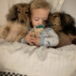 Da quando è nato, i due cani non si allontanano più dal loro fratellino