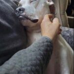 Dopo 17 anni aveva detto basta ai cani: poi ha visto quell’annuncio