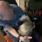 Era ferito e infetto, oggi l’opossum si addormenta solo tra le braccia di Joe