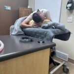 Lo trova senza collare e lo porta con sé: otto anni dopo deve dirgli addio