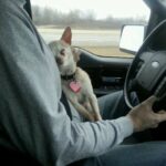 Il primo viaggio dopo l’adozione: il cane si stringe al petto e finalmente si rilassa