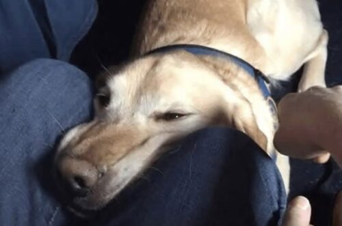 Dopo una giornata estenuante, un passeggero cerca solo un po’ di riposo. Poi un cane da assistenza si avvicina e cambia quel momento.